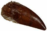 Raptor Tooth - Real Dinosaur Tooth #295949-1